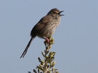 karoo langstertjie  Karoo Prinia - Frieda Prinsloo 2014 : frieda